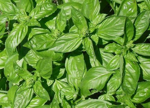 preparar pesto